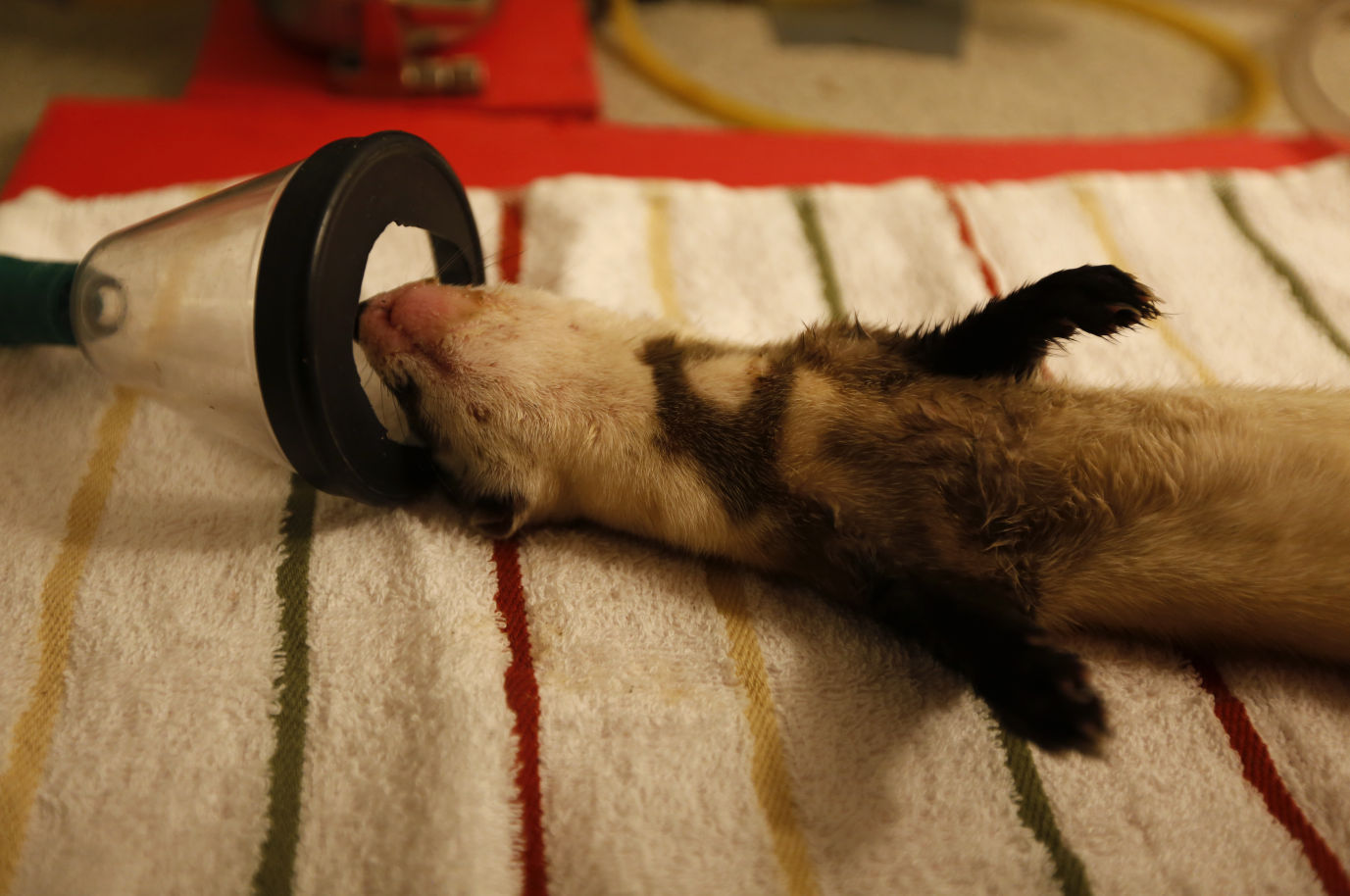Black-Footed Ferrets